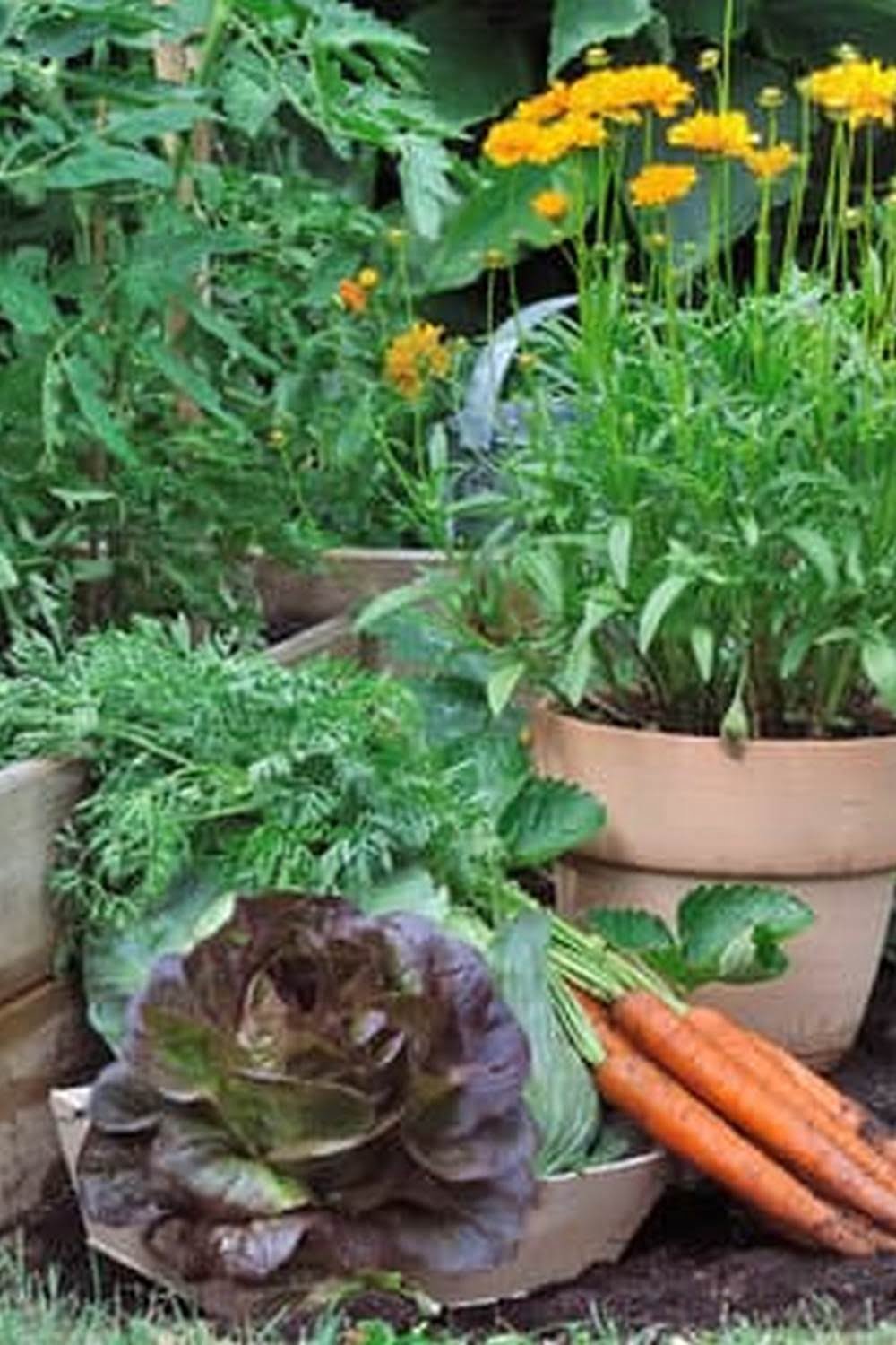 How To Arrange Vegetables In A Raised Garden Bed