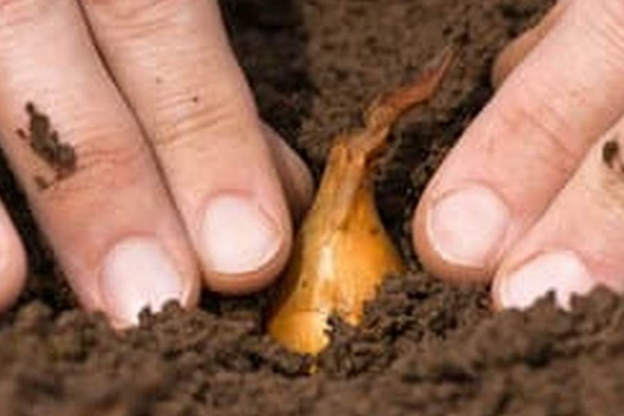 How To Create Rich Soil For A Vegetable Garden