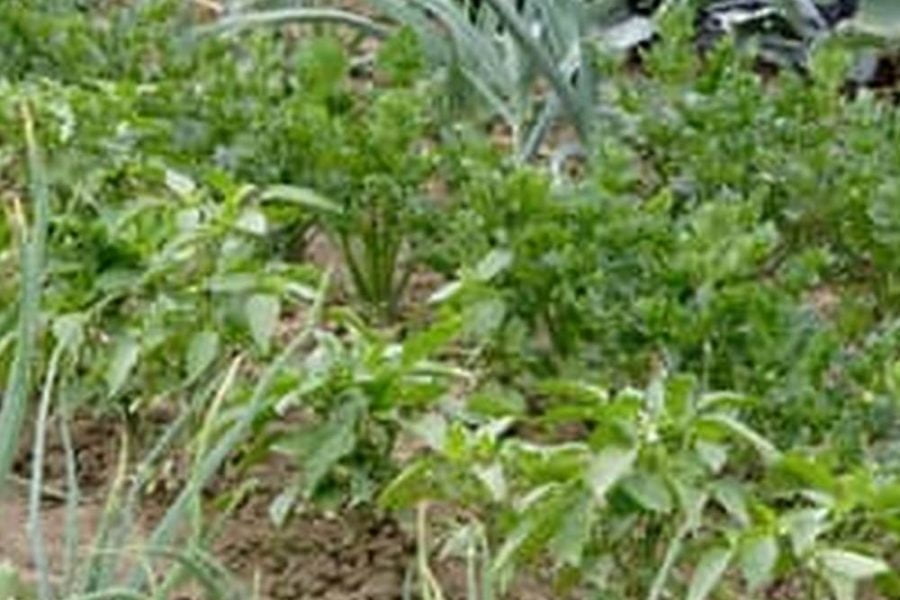 How To Make A Raised Vegetable Garden In Your Backyard