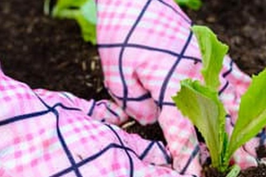 How To Plant A Vegetable Garden Bed