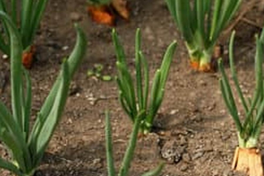How To Prepare Soil For Spring Vegetable Garden