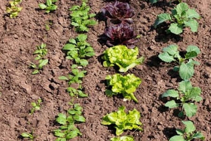How To Prepare Your Garden Soil For Planting Vegetables