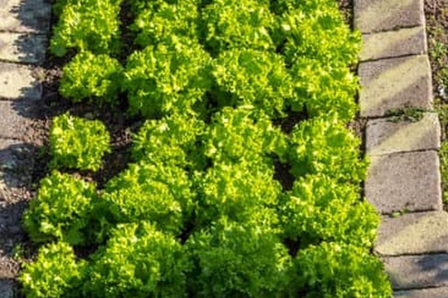 Is Corrugated Metal Safe For Vegetable Garden Raised Beds
