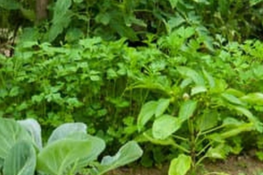 Make Vegetable Garden Soil