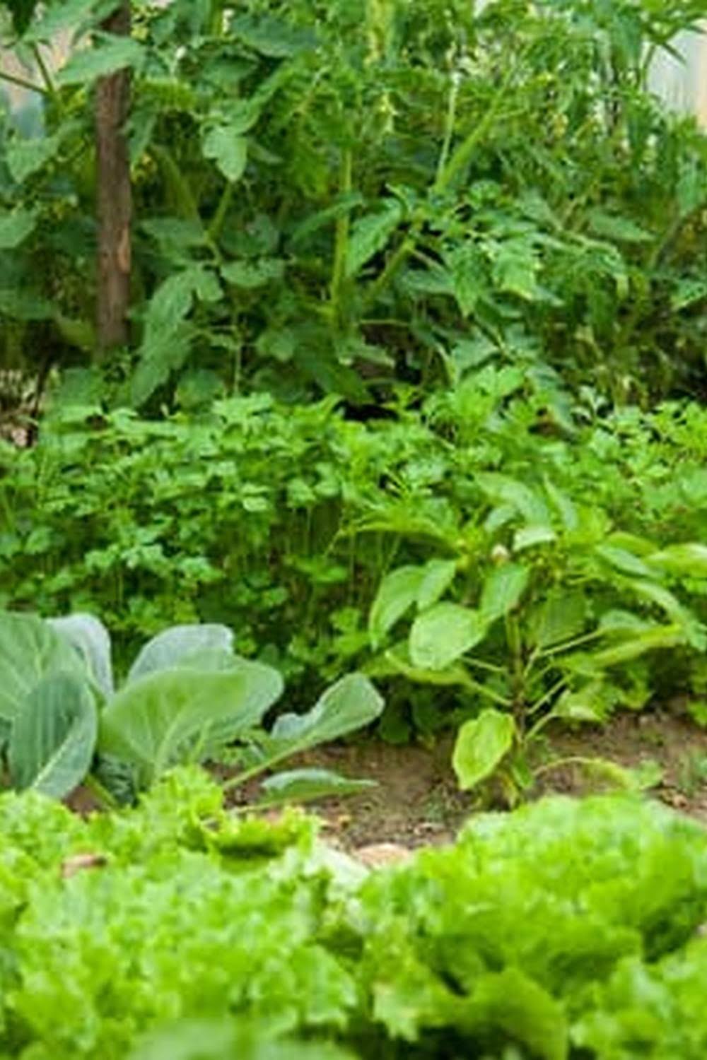 Make Vegetable Garden Soil
