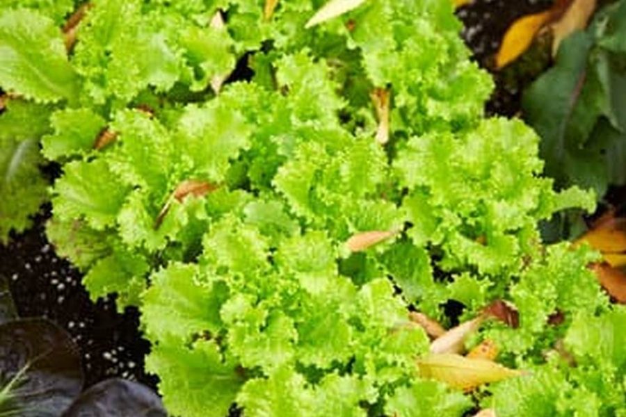 Miracle-Gro Garden Soil Vegetables & Herbs 73759430