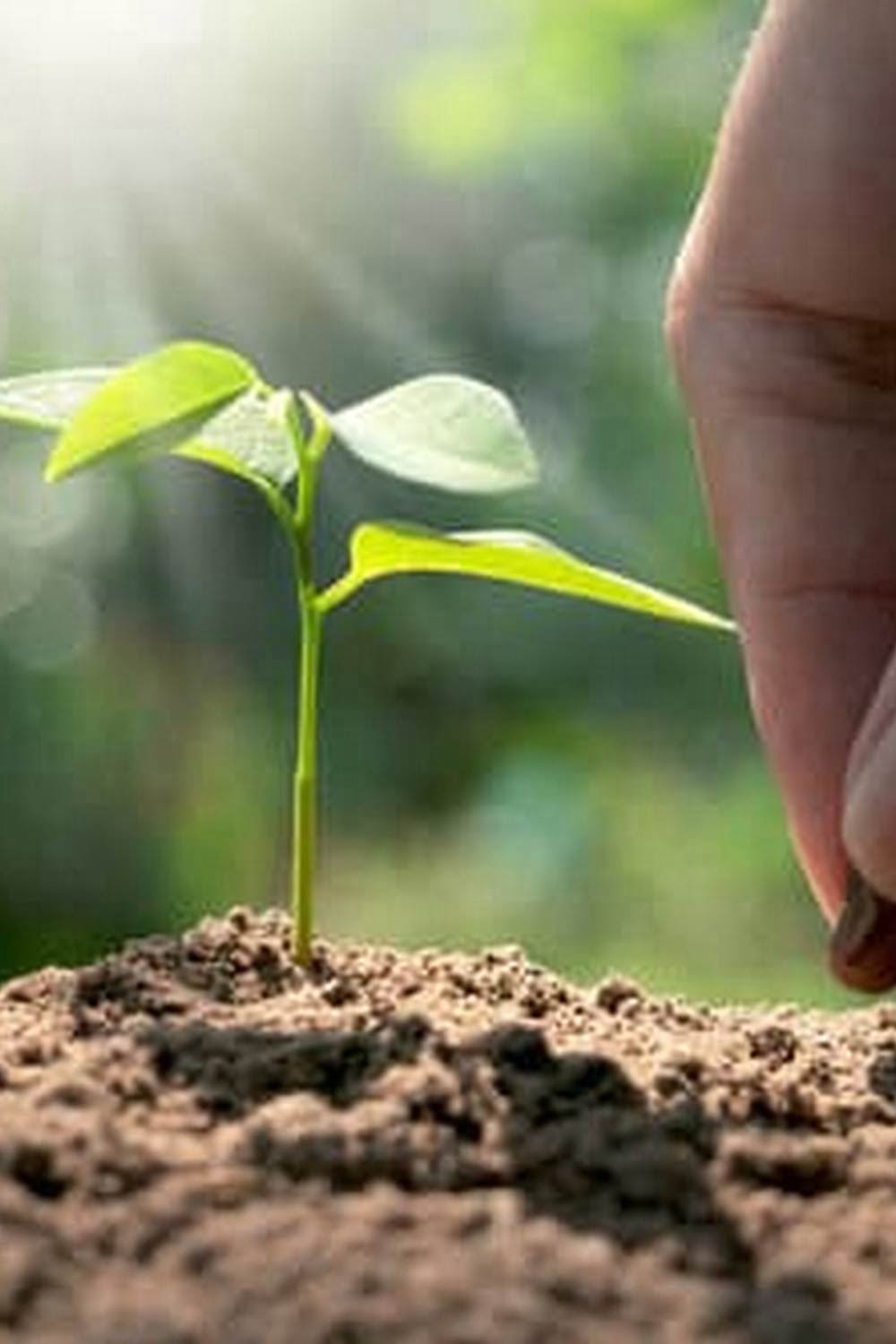 Miracle Grow Vegetable Garden Soil