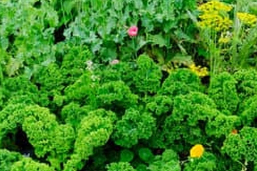 Organic Raised Vegetable Garden Beds