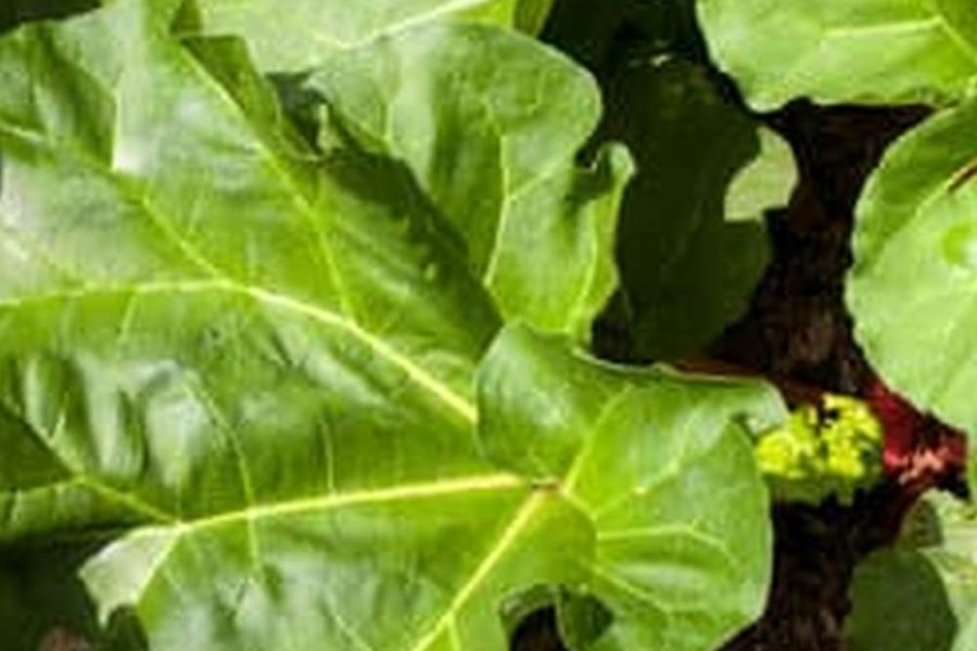 Plan For Raised Bed Vegetable Garden