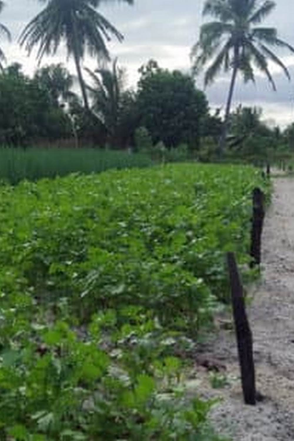 Raised Bed Vegetable Garden Covers Tomato