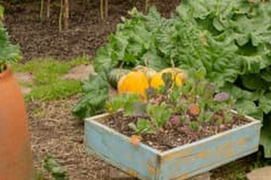 Raised Beds For Garden Vegetables