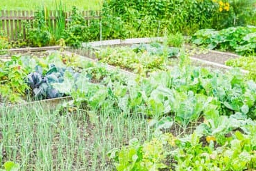 Raised Metal Vegetable Garden Beds