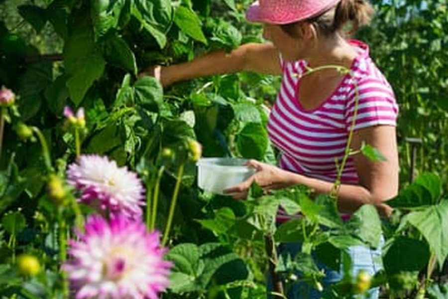 Raised Vegetable Garden Beds New Zealand
