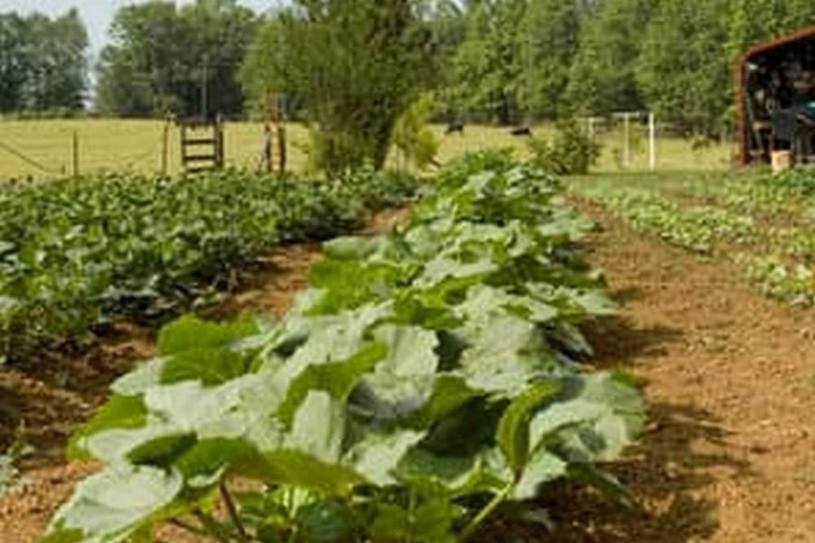 Raised Vegetable Garden Beds Site Pinterest.Com