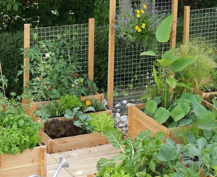 Raised Vegetable Garden Care