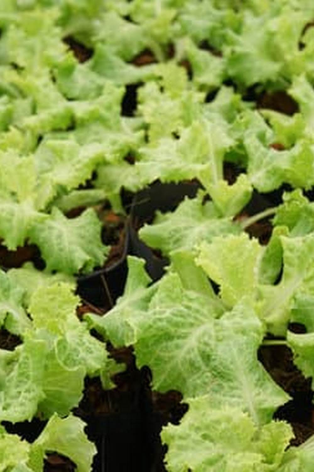 Raised Vegetable Garden Soil Tips