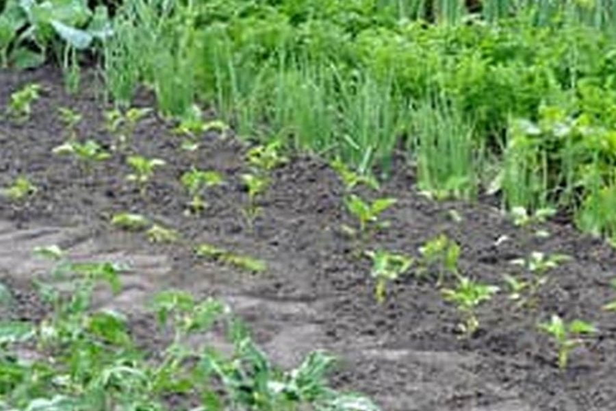 Replant Raised Vegetable Garden