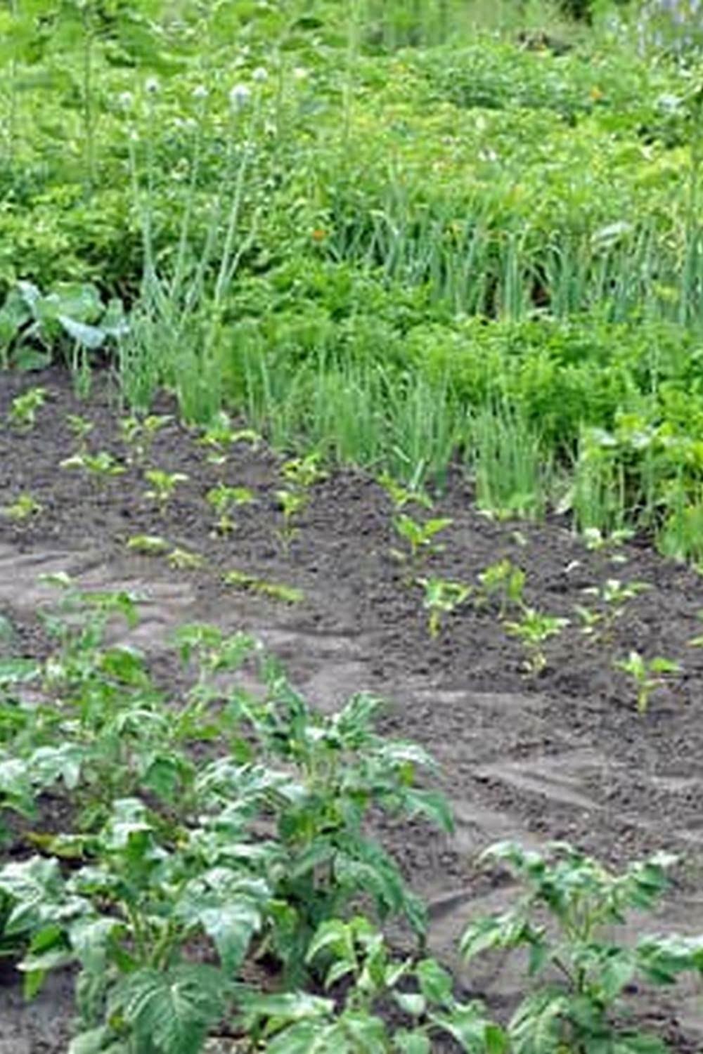 Replant Raised Vegetable Garden