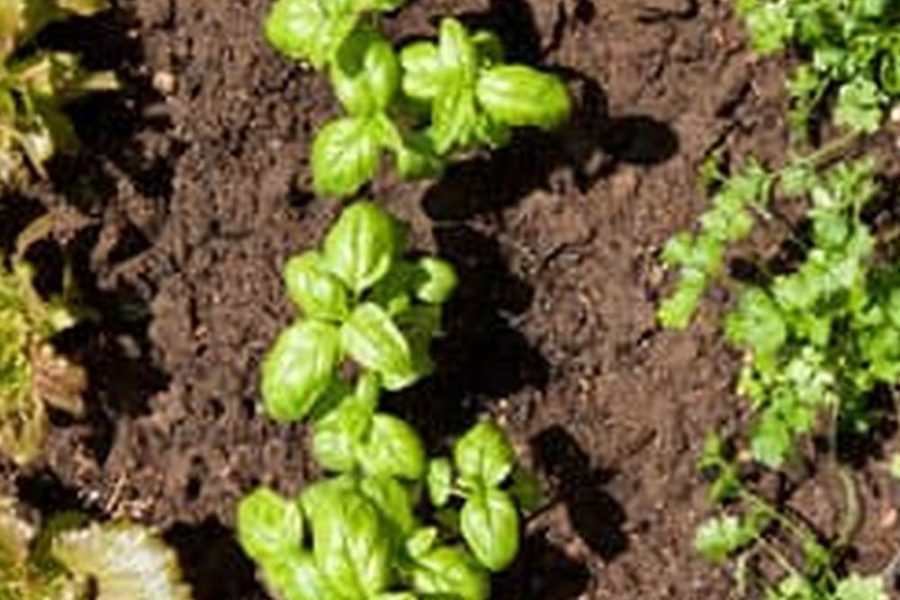 Soil For Vegetable Garden Raised Bed