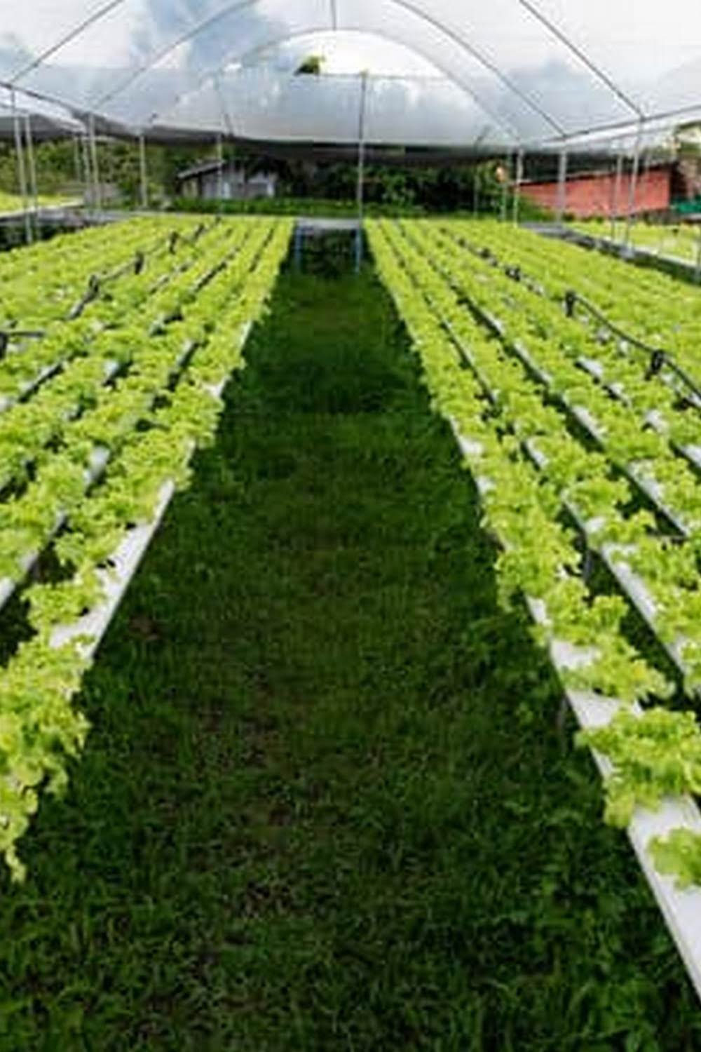 Soil Layers For Vegetable Garden