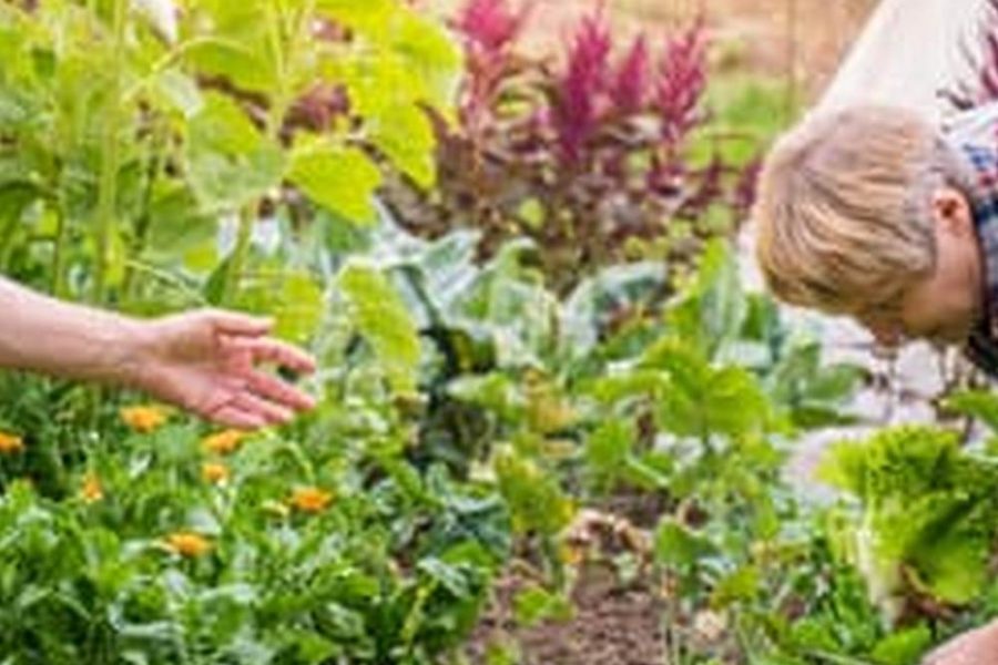 Sta Green Flower And Vegetable Garden Soil Review