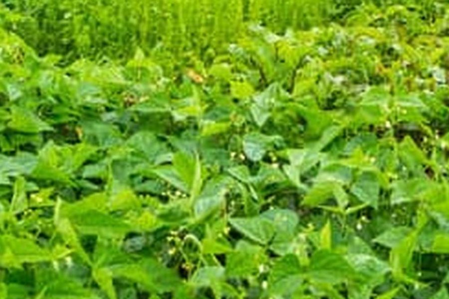 Sta-Green Flower And Vegetable Garden Soil Reviews