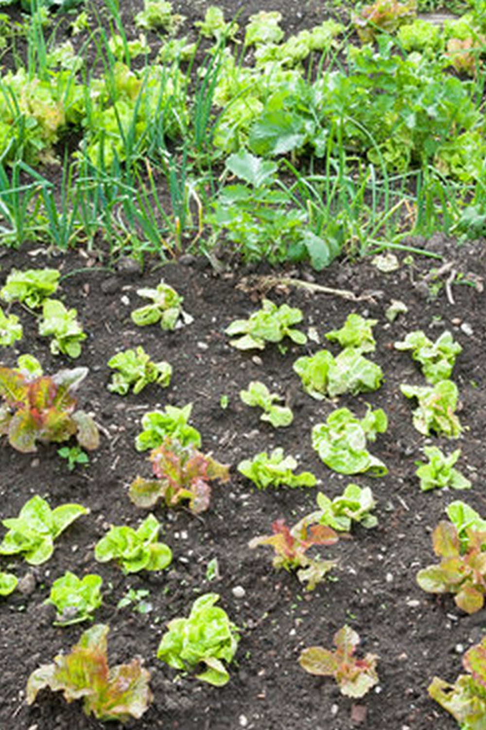 Vegetable Garden Soil For Sale