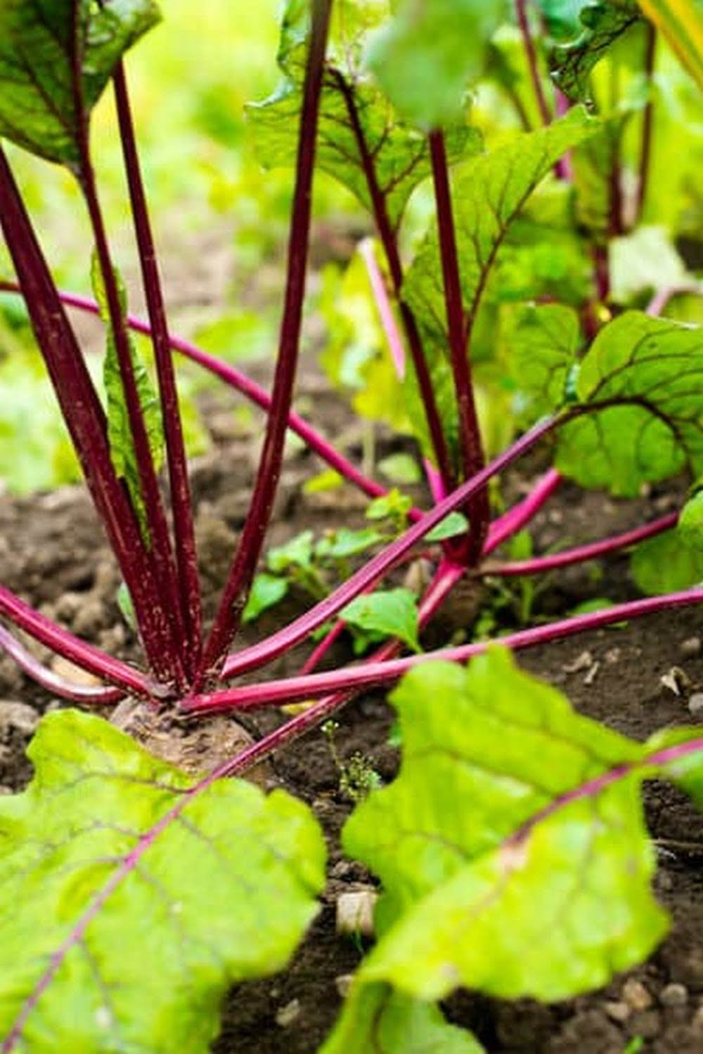 Vegetable Garden Soil Nutrients