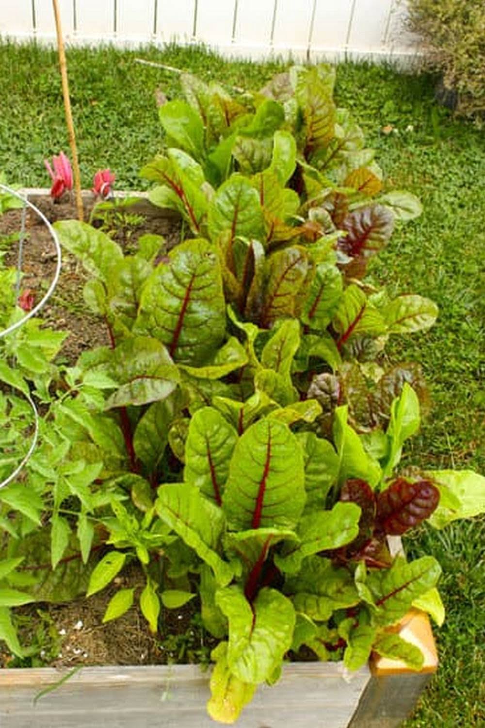 What Is The Best Soil To Buy For Vegetable Garden