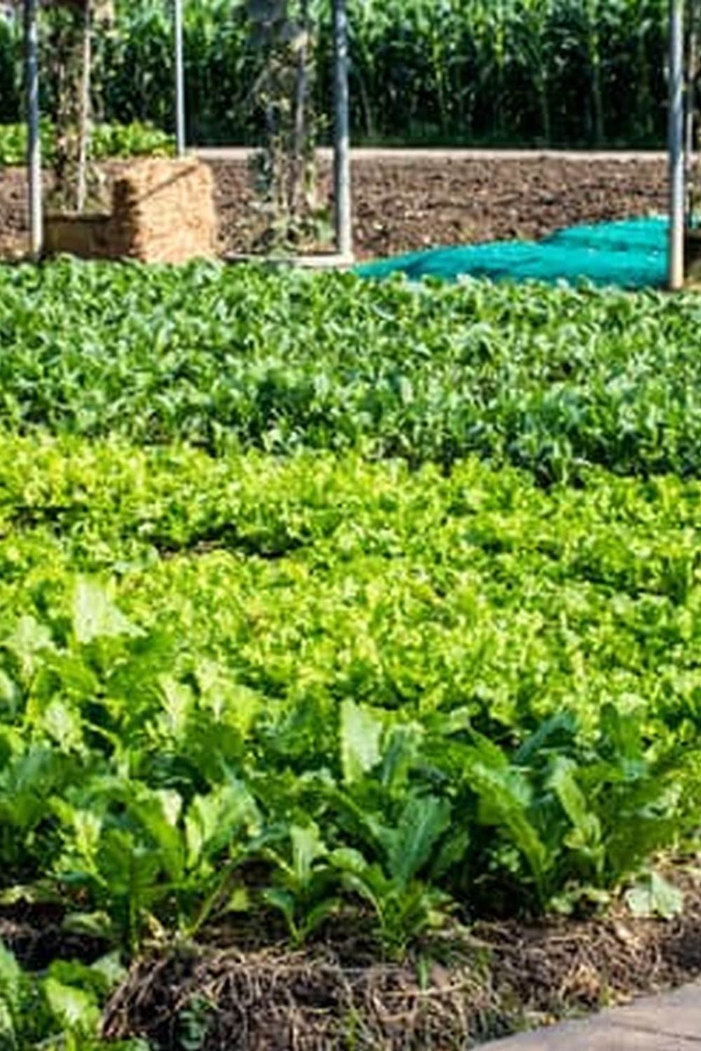 What Is The Best Sun For A Vegetable Garden