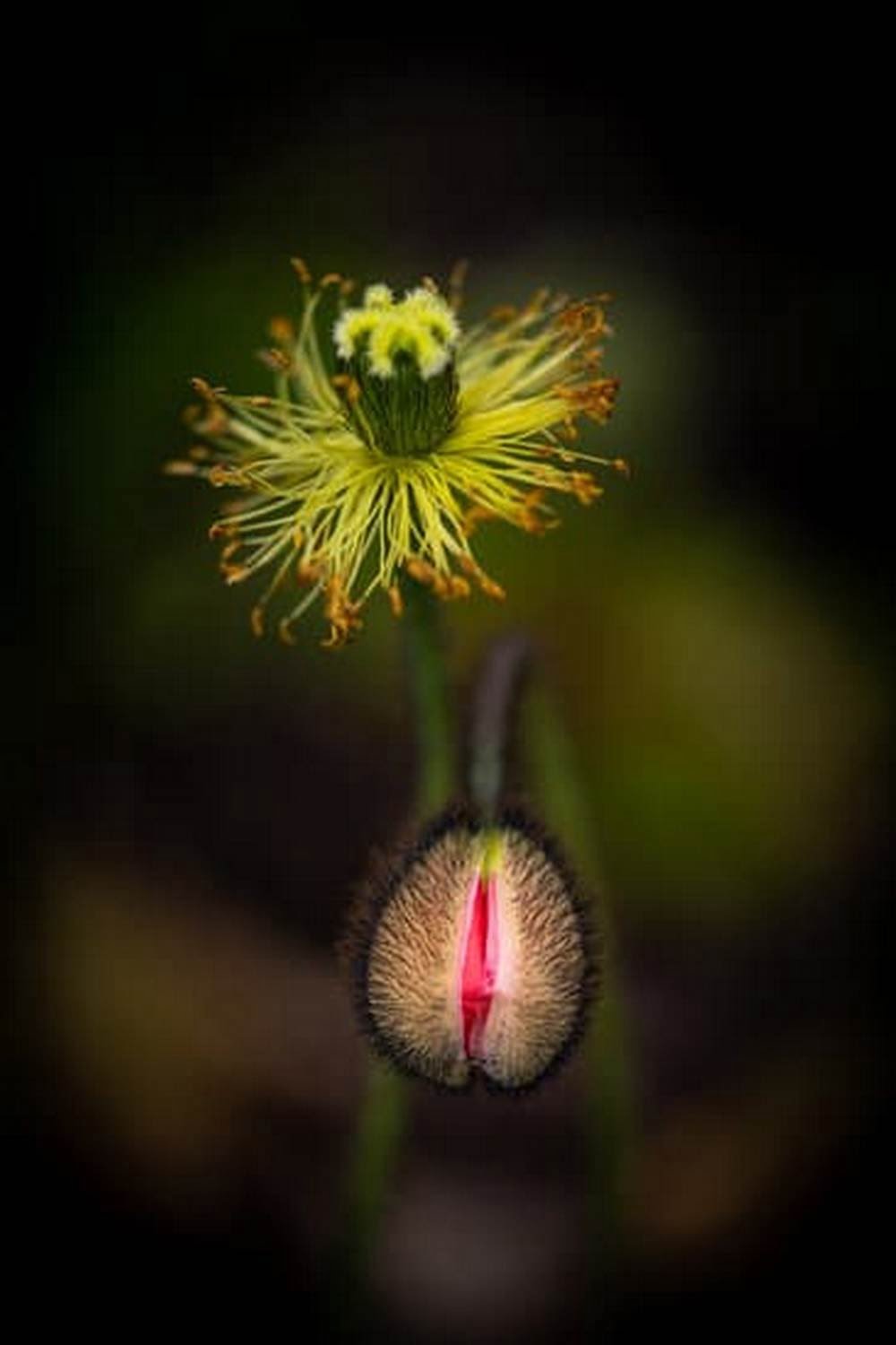 What Kind Of Dirt For Raised Vegetable Garden