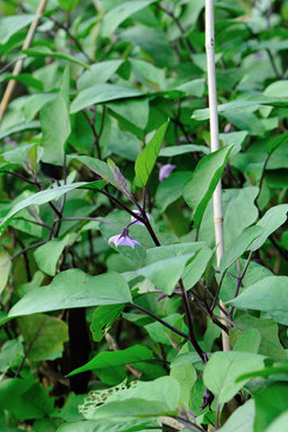 What Kind Of Soil For Vegetable Garden What Kind Of Soil For Vegetable Garden