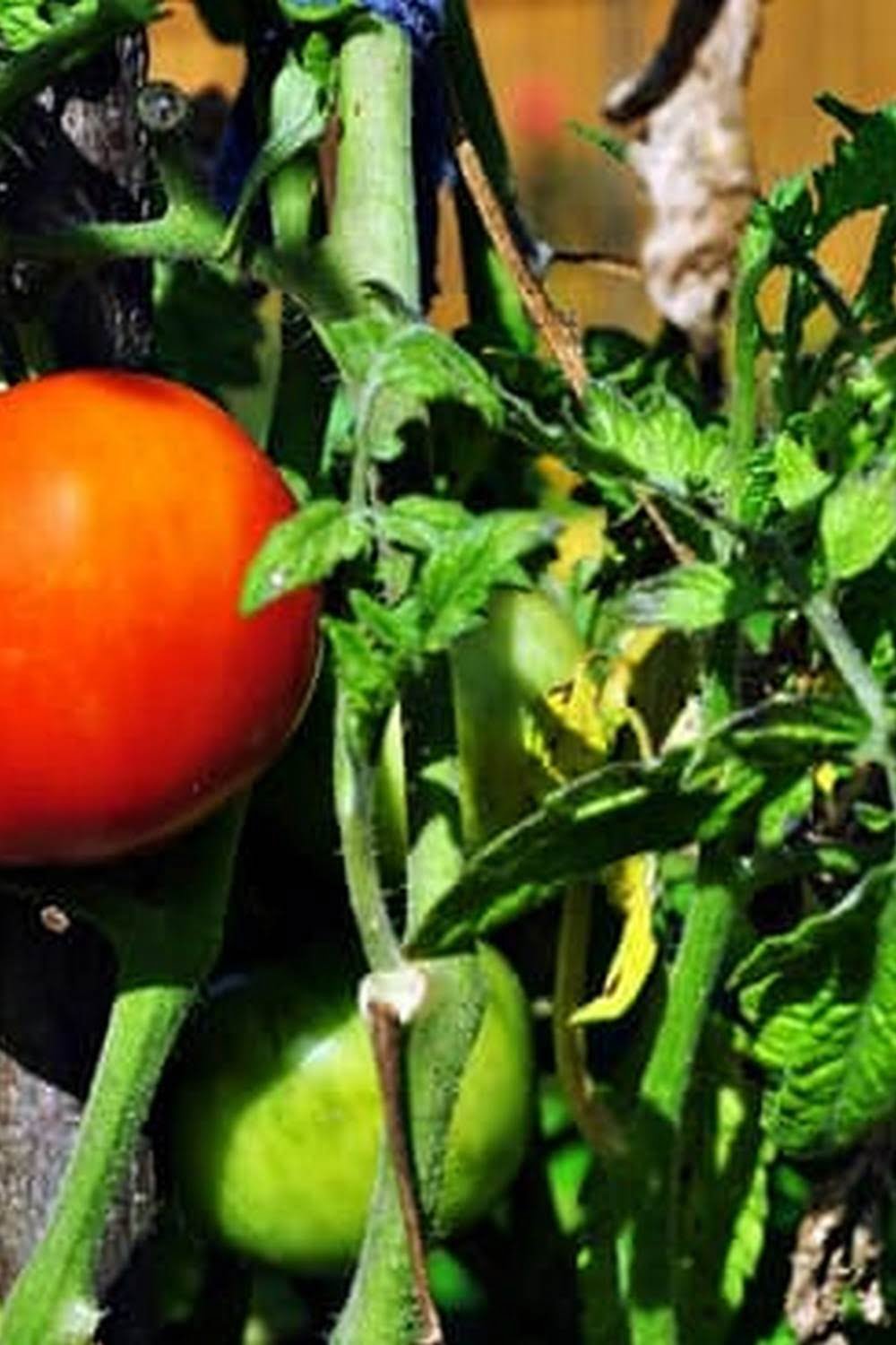 What Kind Of Soil Is Best For Vegetable Garden What Kind Of Soil Is Best For Vegetable Garden