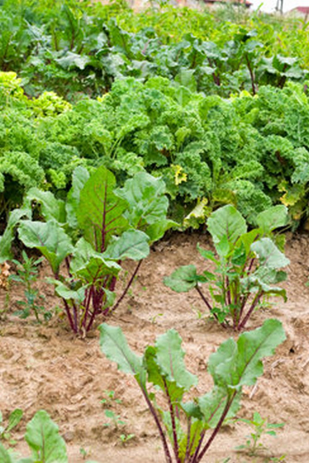What Soil To Start A Vegetable Garden