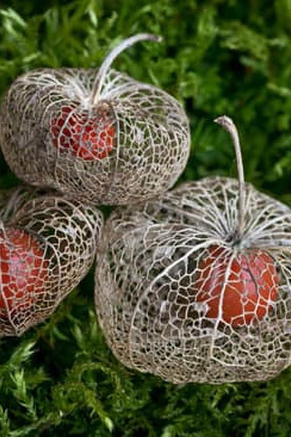 What To Fill Raised Vegetable Garden With — Vegetable Gardening News