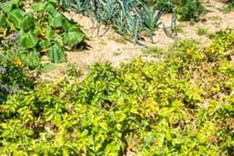 What’S The Best Mulch For A Vegetable Garden