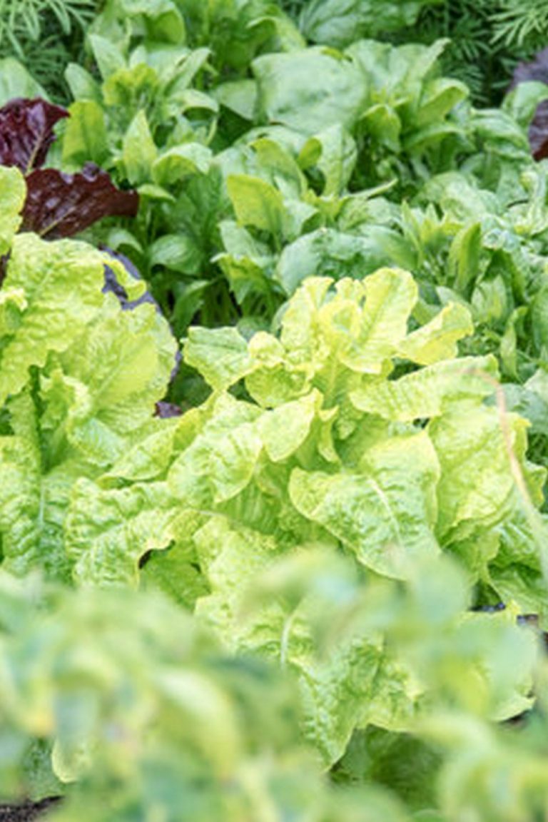 Best Way To Build Vegetable Garden Boxes 5 Best Way To Build Vegetable Garden Boxes