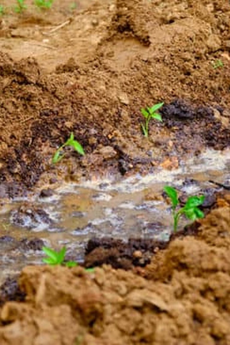 How To Make A Potted Vegetable Garden