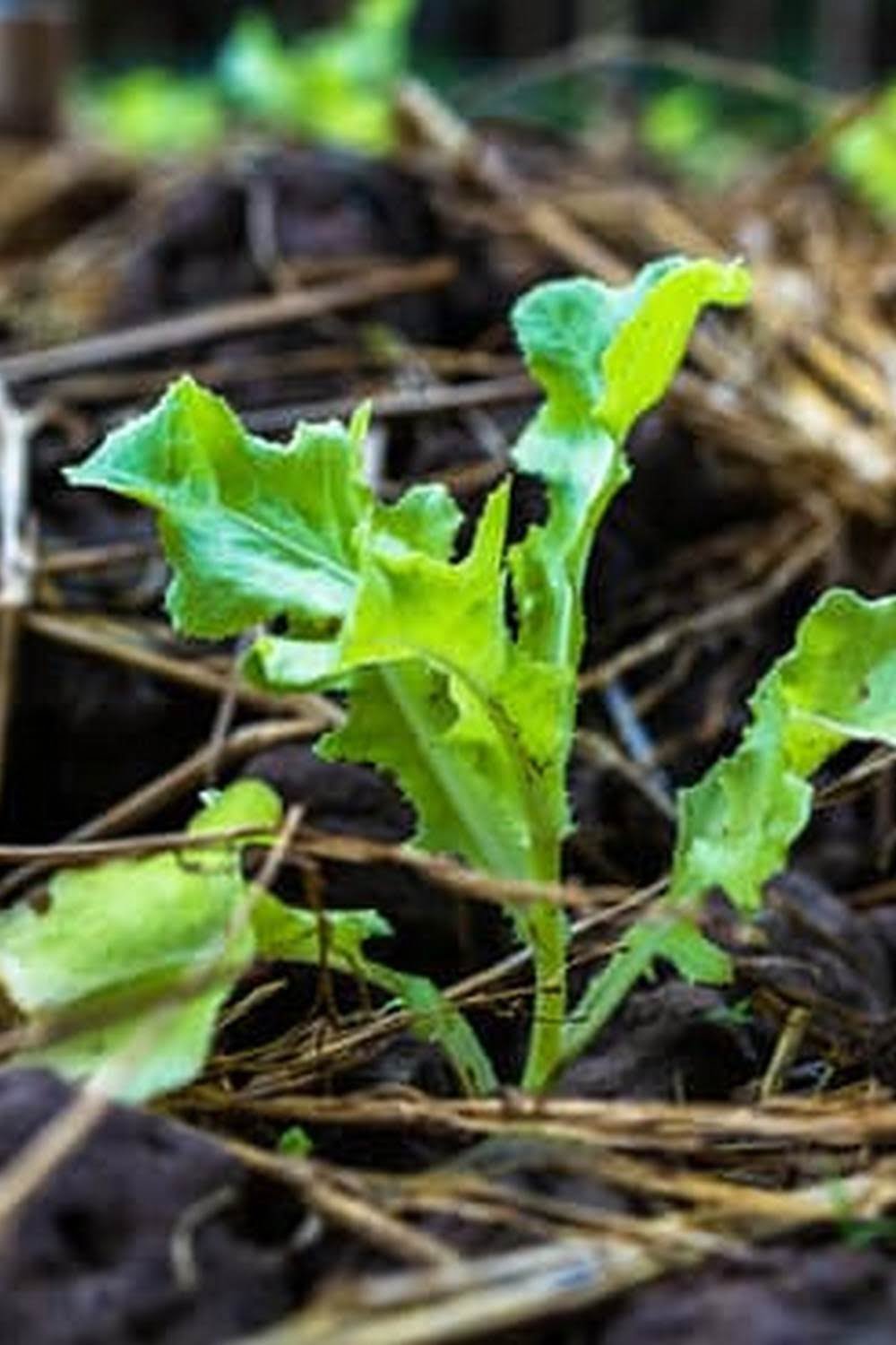 When To Plant A Vegetable Garden In Nj