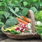 Vegetable Gardening