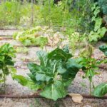 Bountiful vegetable garden thriving in the Texas climate - expert tips for successful vegetable gardening in Texas