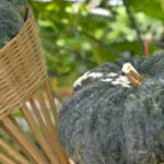 Picture of a thriving vegetable garden filled with a variety of vegetables for EDIS vegetable gardening guide