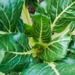 Visual of a beautifully arranged container vegetable garden for beginners