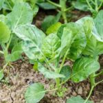 Tools for Vegetable Gardening Essential tools for vegetable gardening: from shovels to pruners and watering cans