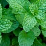 Discover the top vegetable gardening trends for 2018 and enhance your gardening skills