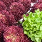 Effective Straw Utilization for Weed Control in Vegetable Gardens: Learn the Best Techniques