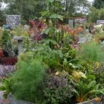 Lush and vibrant Austin front yard vegetable gardens featuring an array of organic produce