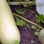 A step-by-step guide on basic vegetable gardening for beginners - essential tips and techniques