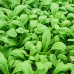 Bountiful Hill Country Vegetable Gardening: Strategies, Tips, and Techniques for a Thriving Garden