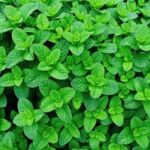 Tomato and vegetable gardeners grow a bountiful harvest with these success tips